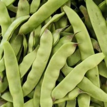 油豆角云南油豆一点红九月青大量上市，基地直发欢迎订购