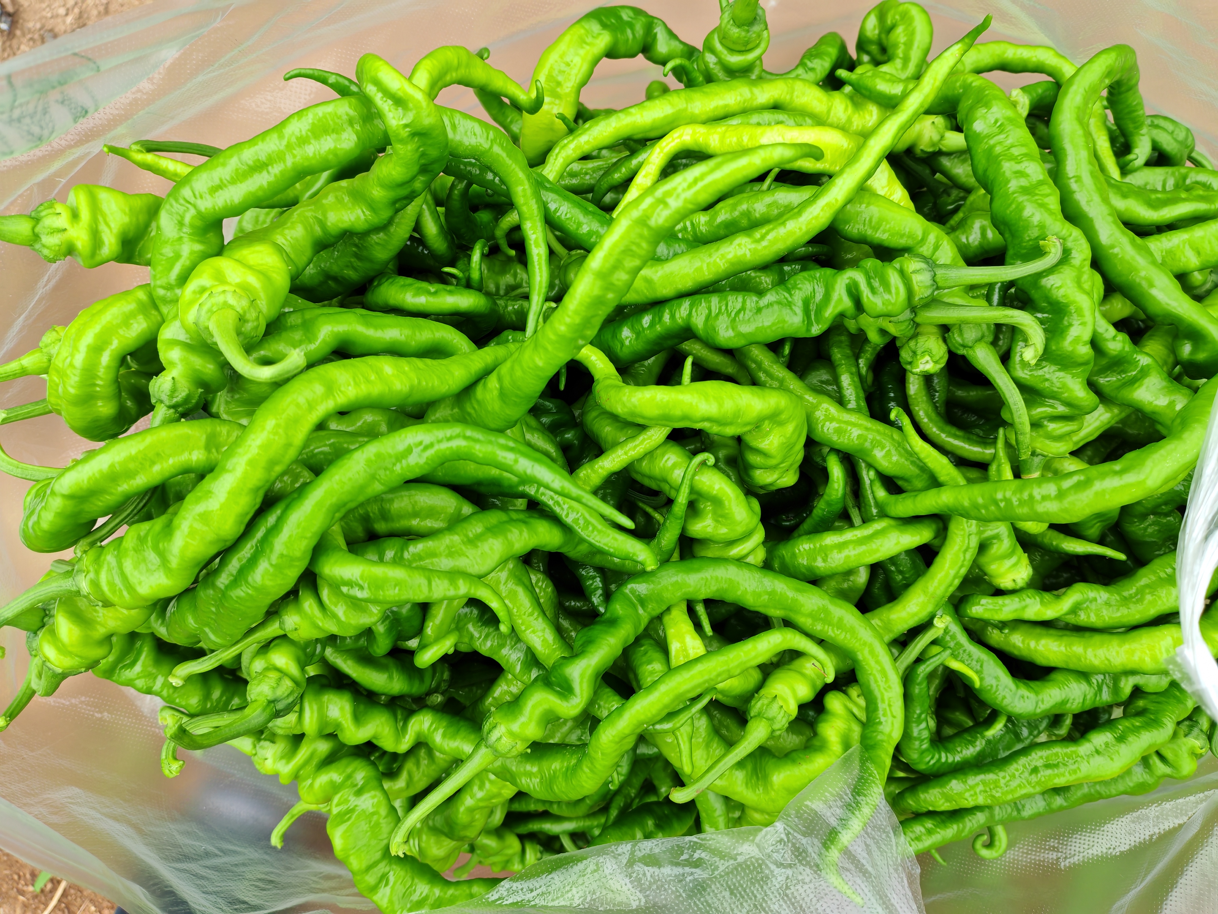 新鲜螺丝椒特写：整把带蒂螺丝椒平铺于竹编簸箕上，椒体弯曲如螺旋，青绿泛灰白霜，表面光洁无擦伤，背景为清晨露水未干的蔬菜大棚一角