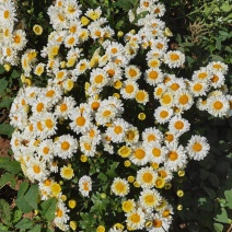 香菊和金丝皇菊鲜花大量采收出售