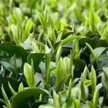 【蒙山九号】四川雅安蒙山九号保证品质视频看货