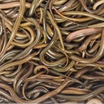 黄鳝鱼苗，鱼场直供