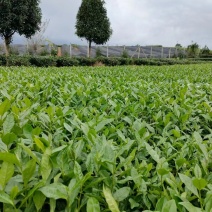 问春茶苗，基地农田直发品质保证纯正，优良品