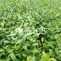 【优选】四川雅安精品中茶108质优价廉货源充足量大从