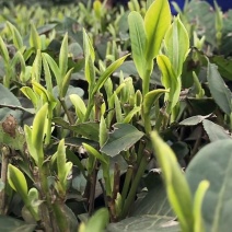 福选九号茶树苗规格齐全根系发达粗壮耐寒成活率高