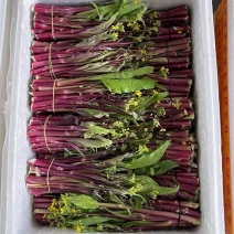 红菜苔产地直采，每日新鲜