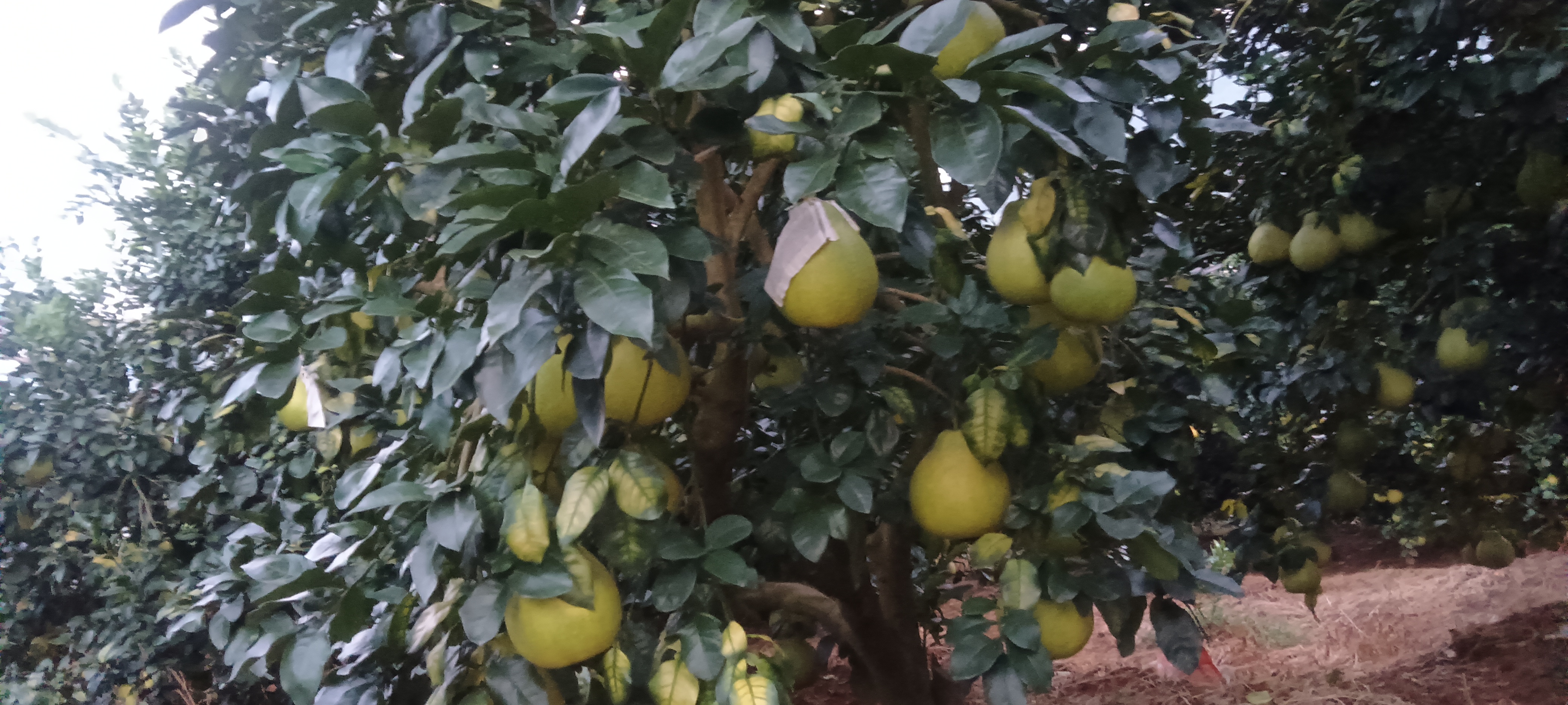 沙田柚梨形果示意图,展示优质果形特征 沙田柚梨形果示意图