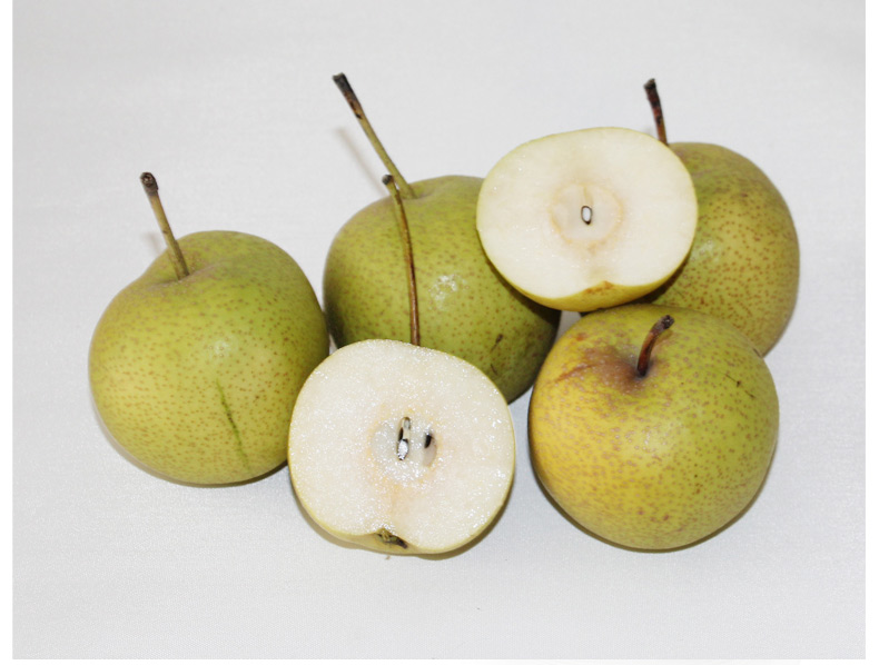 显微镜下的酸梨果肉横切面图,可见密集分布的草酸钙簇晶(亮白色针状结构),周围被富含液泡的薄壁细胞包围;图像标注了单宁沉积区与维管束位置 酸梨切面显微结构示意图