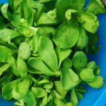 江苏南通精品大叶茼蒿百亩基地专业种植常年供货