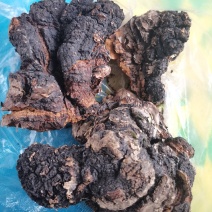 桦树茸，自己上山踩得，不是合成的，掺假的，是大山里的