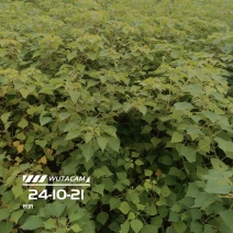 乌桕杯苗地苗大量供应有两斤左右无纺布袋苗