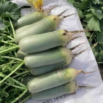 肥城水果萝卜青萝卜大量供应一手货源各种规格都有