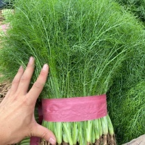 【推荐】河北茴香苗一手货源供应市场商超电商量大价优