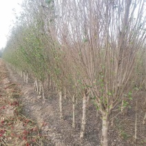 木槿花树