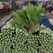 【推荐】河北油麦菜一手货源供应市场商超电商量大价优