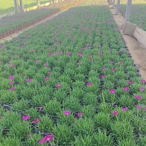 【欧石竹】潍坊欧石竹地被草坪耐寒花镜搭配植物花海植物自家