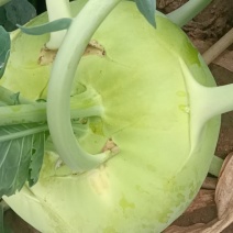 苤蓝菜