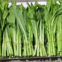 白菜苔