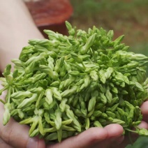 夜香花