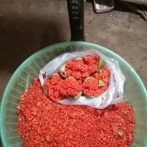 云南滇重楼种子去壳净籽七叶一枝花种子提供种植技术指导
