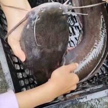 埃及鲶鱼
