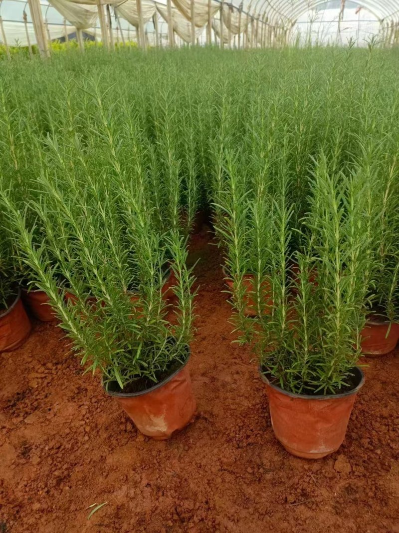 迷迭香棒棒糖小苗大苗上市中基地支持一件代发