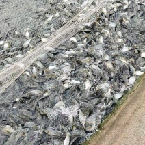 黄河鲤2号鲤鱼苗