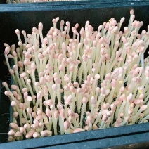 耒阳长寿花生芽苗菜