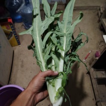 正宗博白甜麦菜成品菜，博白种苗基地，自厂自销价格优惠