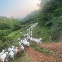 小山羊