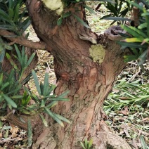 罗汉松盆景桩