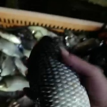 湘鲫，麻鲫