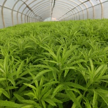 云南芦蒿，产地直供，保质保量，你给我一分信任，我还你九分真诚