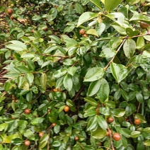 邵阳县油茶果