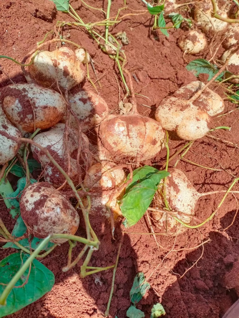 [豆薯批发]四川凉山冕宁县豆薯 1.50元/斤凉薯 _ 一亩田