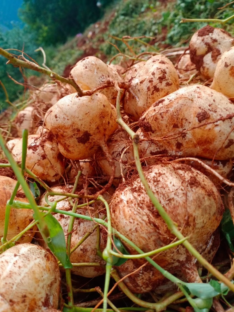 [豆薯批发]四川凉山冕宁县豆薯 1.50元/斤凉薯 _ 一亩田