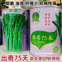 广东四季菜心种子出奇75天油绿菜心种子尖叶杂交甜脆油菜苔