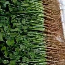 河南香菜，中叶铁杆青，基地种植，视频看货，线上保障交易。