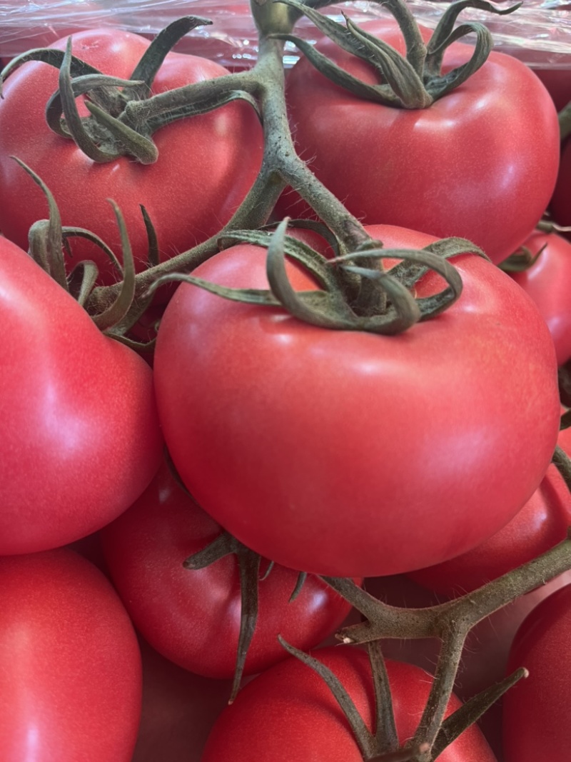 [硬粉西红柿批发]江苏连云港东海县西红柿 3.60元/斤西红柿, _ 一亩田