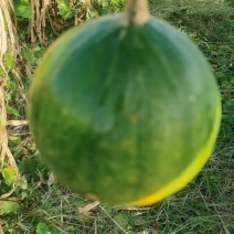 鲜瓜蒌