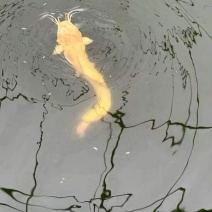 塘角鱼