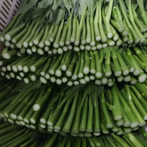 农九板蓝根菜心板蓝根菜苔含板蓝根成份授权省市代理商