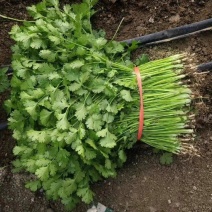山东香菜精品铁杆青香菜货源充足量大从优全国发货