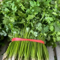 精品铁杆青香菜无公害香菜品质保证价格实惠欢迎联系
