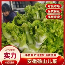 安徽砀山儿菜多子菜儿菜头一手货源
