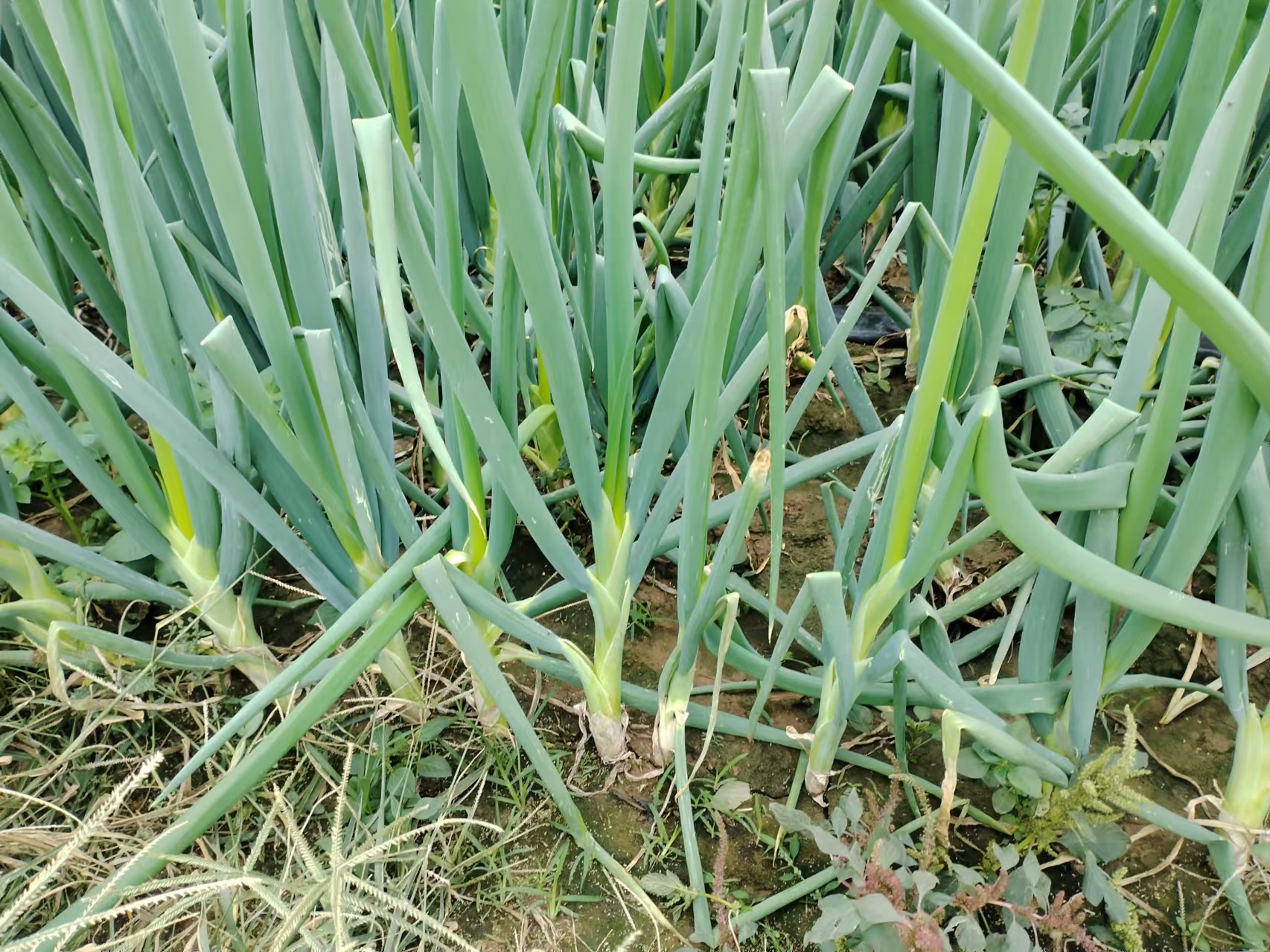 图为农民正在对鸡腿葱进行中期培土作业,使用锄头将两侧土壤向植株基部堆覆,形成梯形垄体,保护葱白并促进伸长 鸡腿葱培土操作现场图