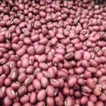 【精选】红豆量大从优保质保量对接全国基地直发