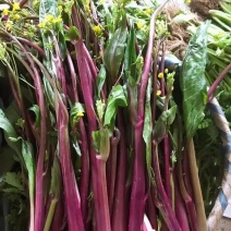 小叶御菜红菜苔种子早熟高产红油菜苔种籽正宗红菜薹种子味甜