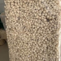 热卖中新货头茬竹荪，长裙竹荪一手货源，