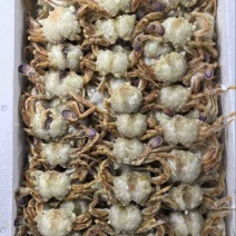 沙蟹排