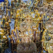 活冻帝王蟹，高品质，蒸出来跟活一样